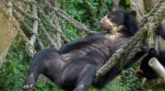 Medvjed je otkrio novi način da se zabavite i zauzeli su ležaljku (video)